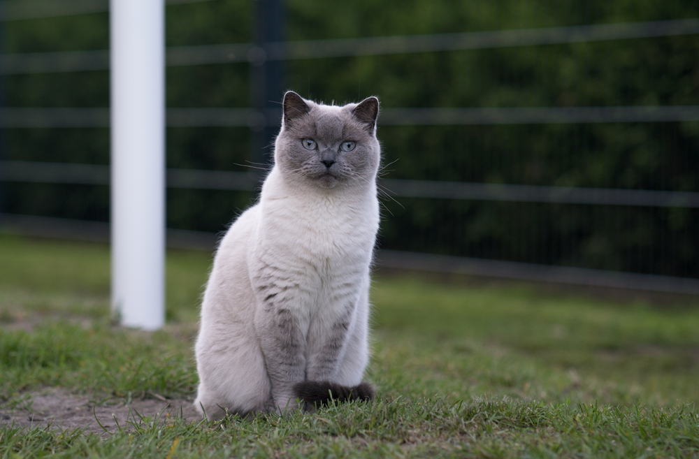 11 Vet-Verified Types of Balinese Cats: Colors, Breeds & Patterns (With Info & Pictures)