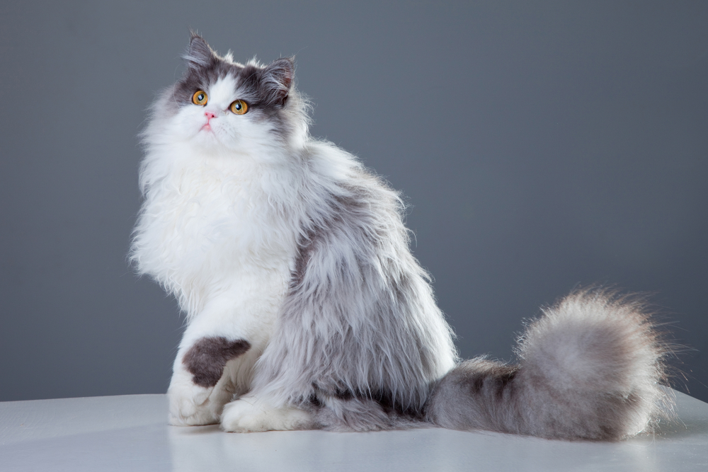 11 Cat Breeds With Fluffy Tails: Info, Pictures, Facts & History