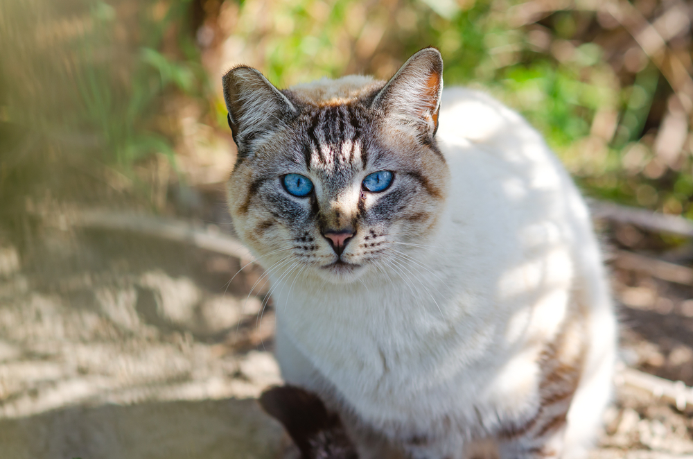 Portrait of a cat with blue eyes (Ojos azules)