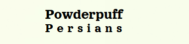 Powderpuff Persians