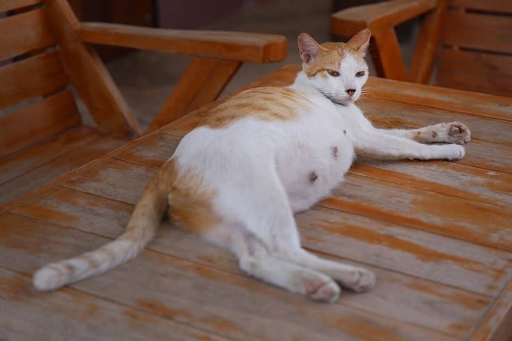 Is My Cat Fat or Pregnant? 4 Vet-Approved Signs to Look For