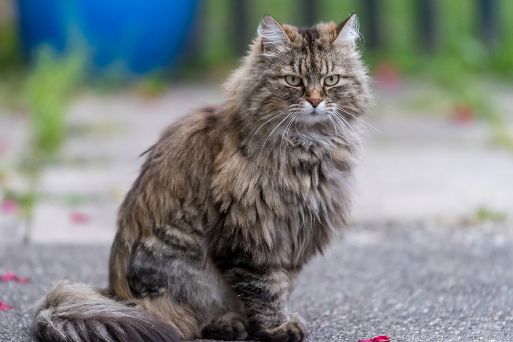 Ragamuffin Cat Breed: Pictures, Info, Temperament & Traits