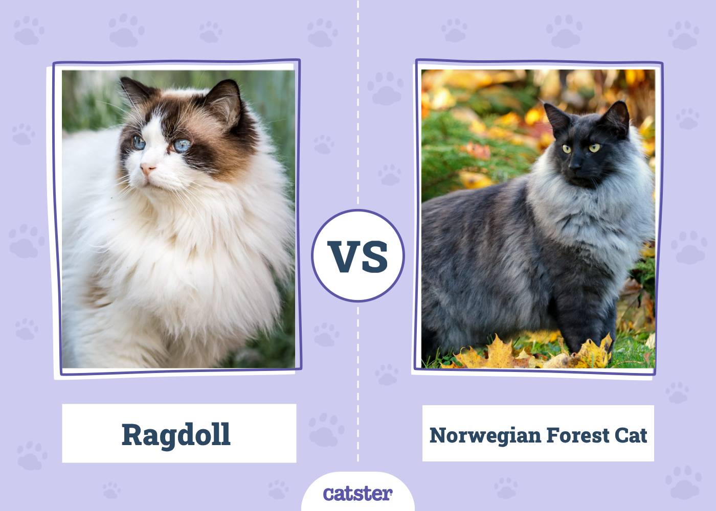 Ragdoll Cat vs. Norwegian Forest Cat: Main Differences (With Pictures, Vet-Reviewed)