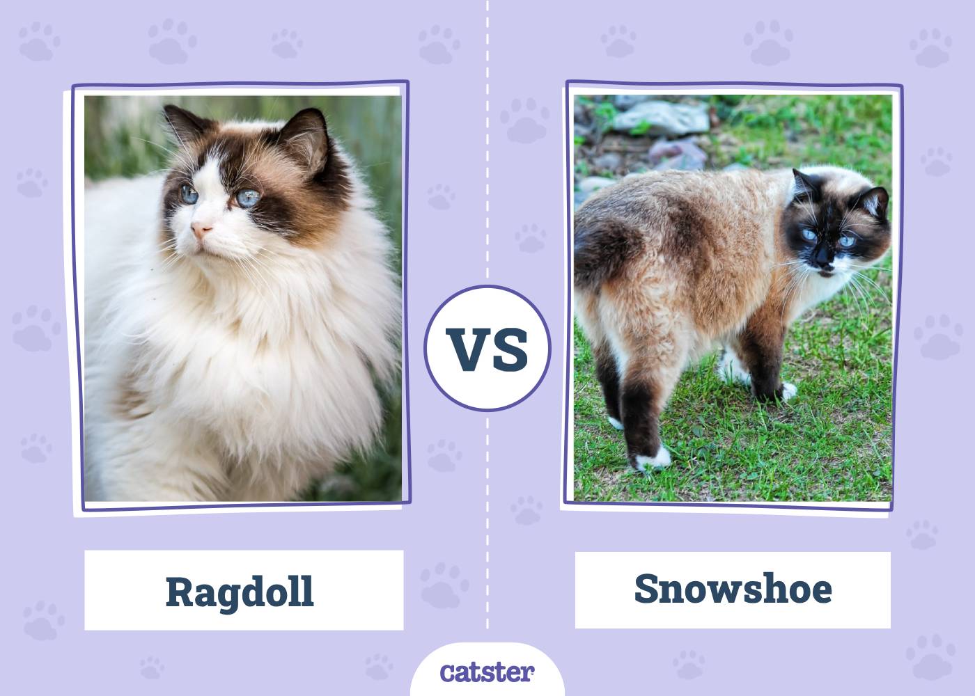 Ragdoll vs. Snowshoe Cat: Vet-Verified Key Differences (With Pictures)