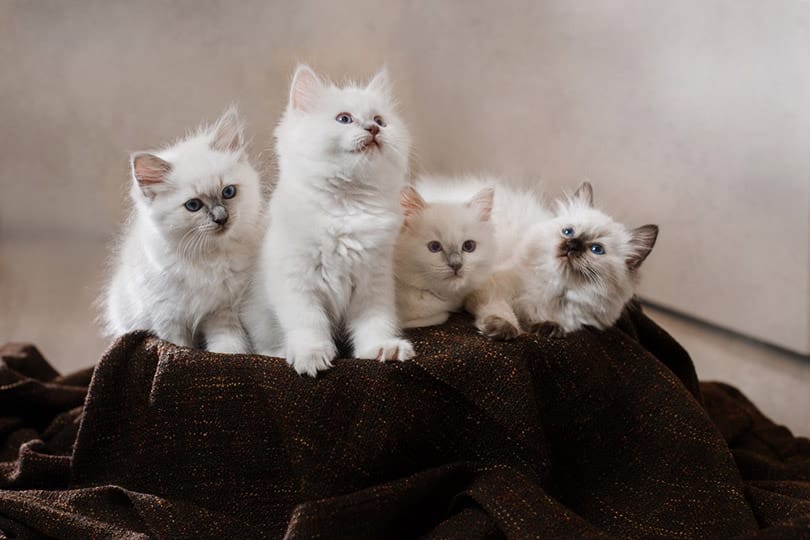 Ragdoll Kittens for Sale in USA: Breeders List 2026
