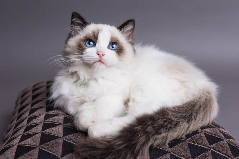 Is It True That All Ragdoll Cats Have Blue Eyes? The Facts & FAQ