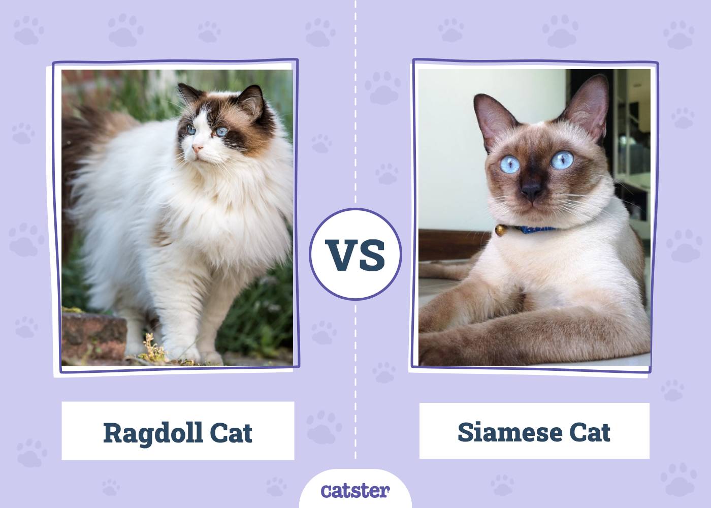 Ragdoll vs Siamese Cat: What’s the Difference? (With Pictures)