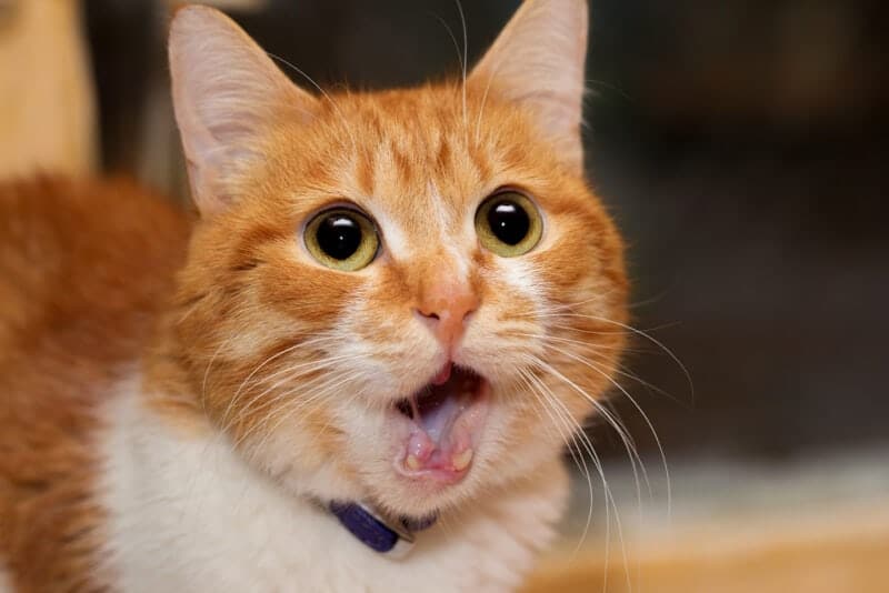 Is My Cat's Jaw Broken? Vet-Reviewed Signs to Be Aware