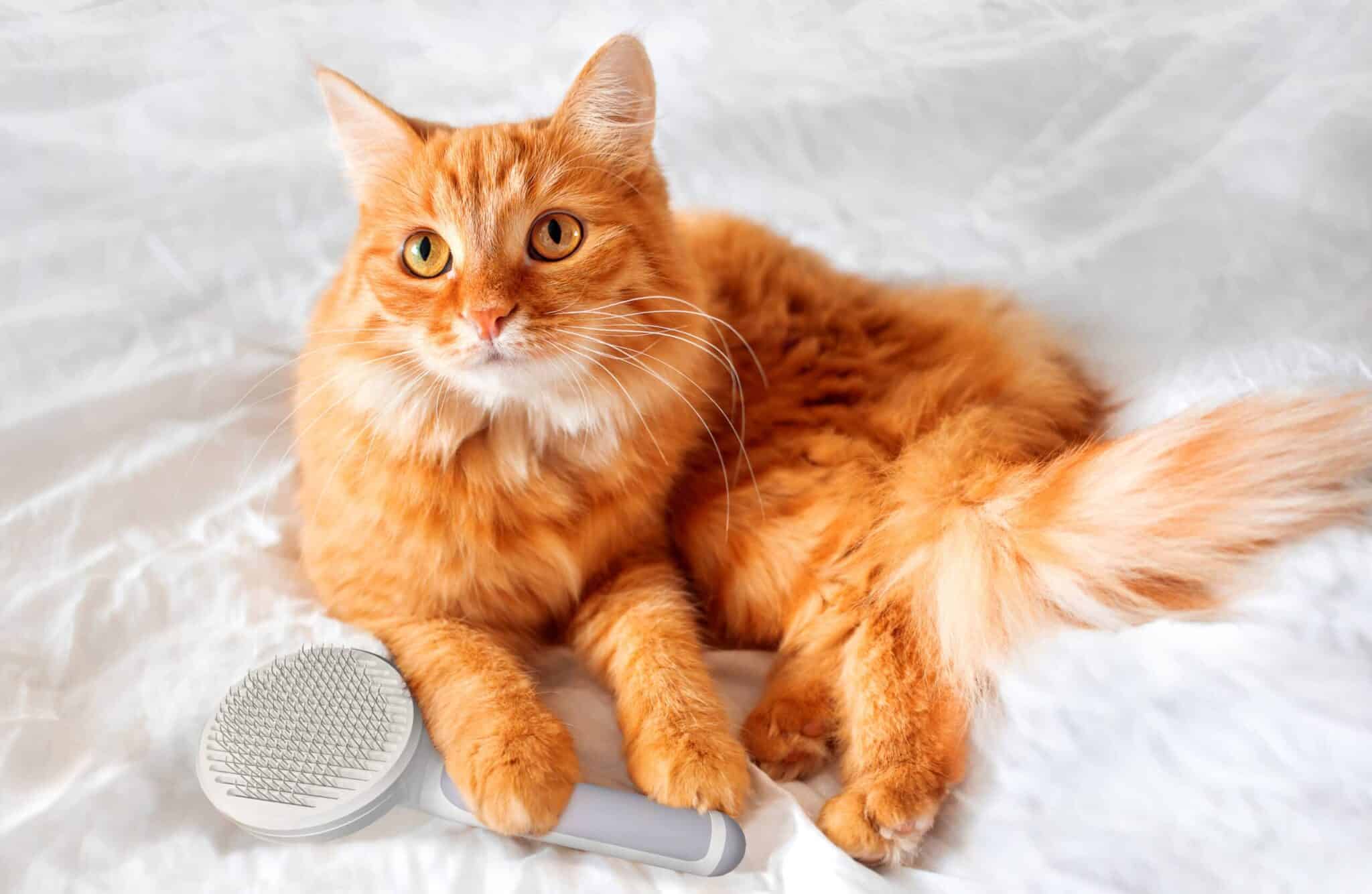 5 Best Brushes for Persian Cats in 2026 - Reviews & Top Picks