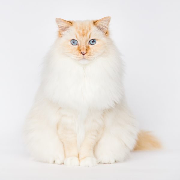 Redpoint Ragdoll cat portrait