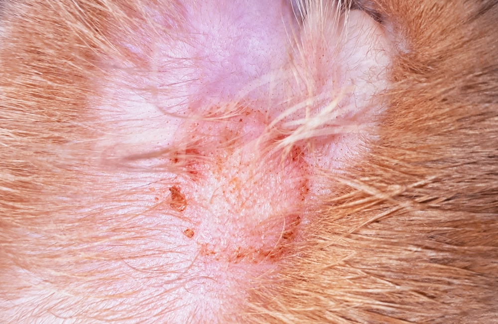 What Does Ringworm Look Like on a Cat? Vet Approved w/ Pictures