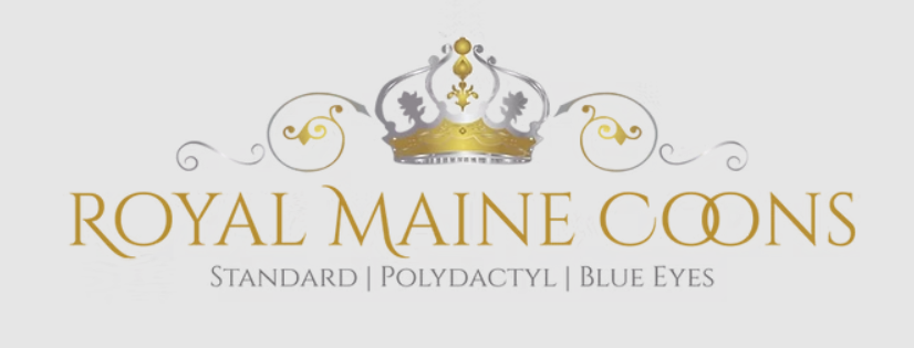 Royal maine coons