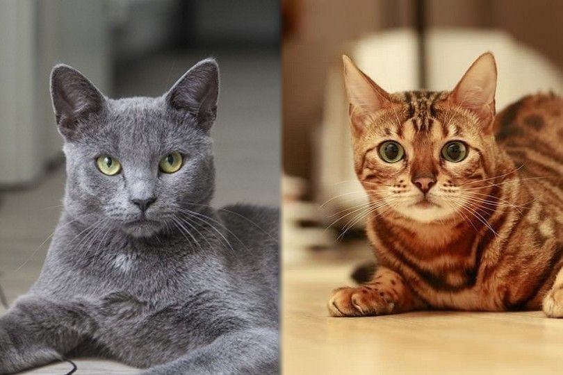 Russian Blue/Bengal Cat Mix: Breed Info, Pictures, Temperament & Traits