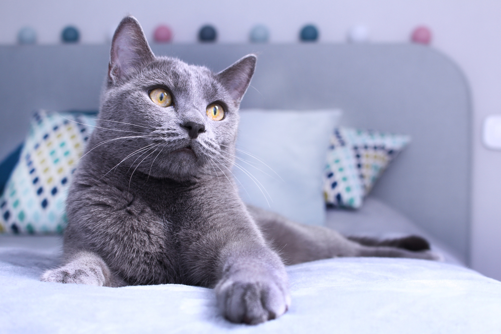 Are Russian Blue Cats Hypoallergenic? Vet-Verified Breed Facts & FAQ
