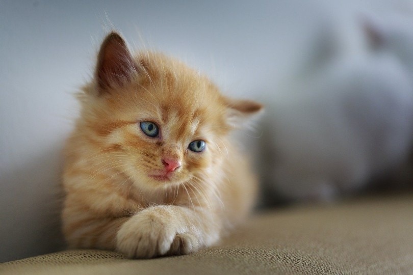 Fading Kitten Syndrome: Our Vet Explains Symptoms, Causes & Treatments