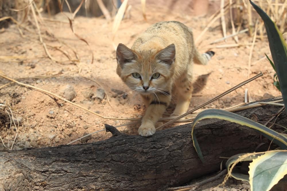 How Do Sand Cats Survive in the Desert? Adaptation Methods & FAQ