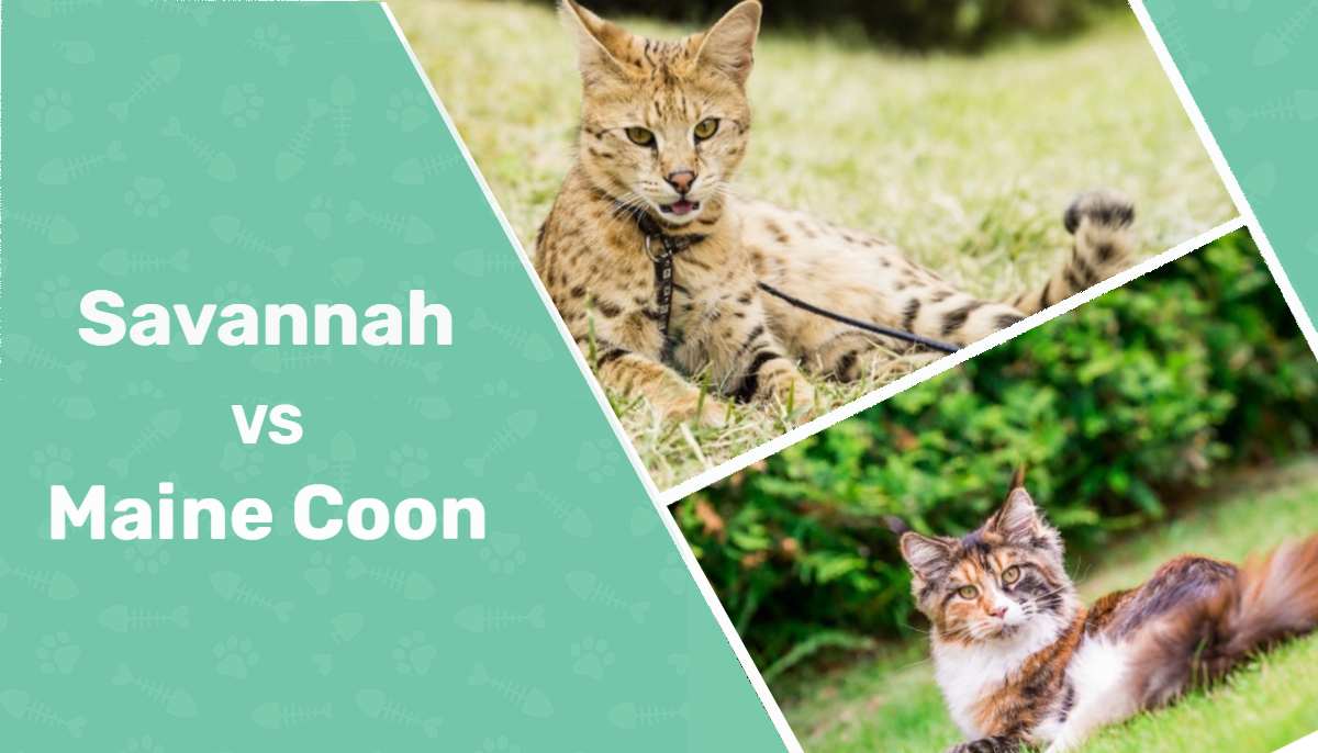 Is a Maine Coon Savannah Mix Possible? What You Need to Know!