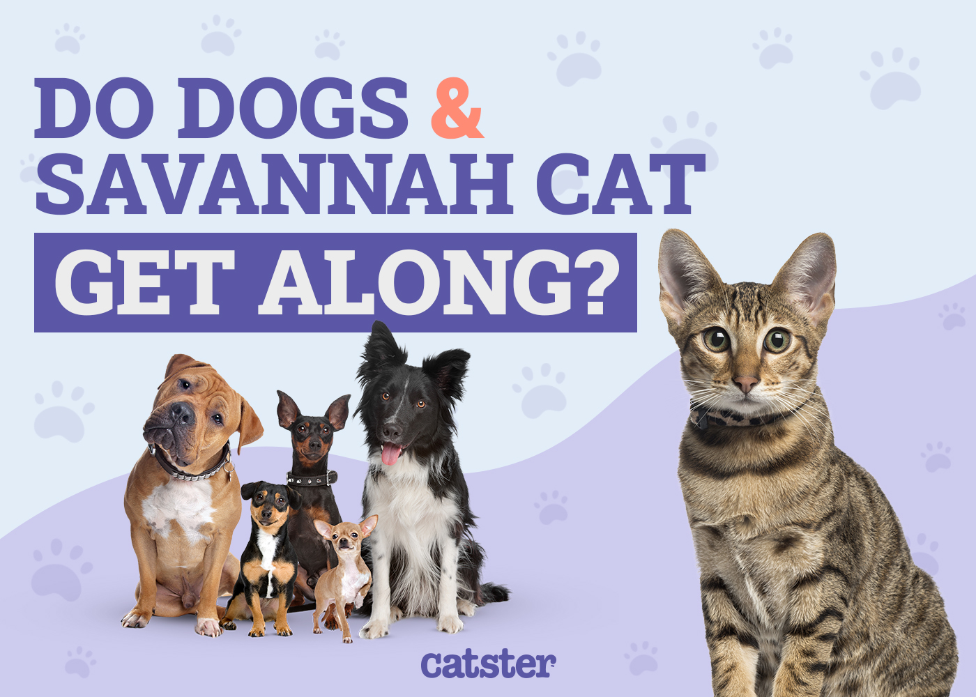 Do Savannah Cats Get Along With Dogs? Our Vet Answers & Provides Introduction Tips