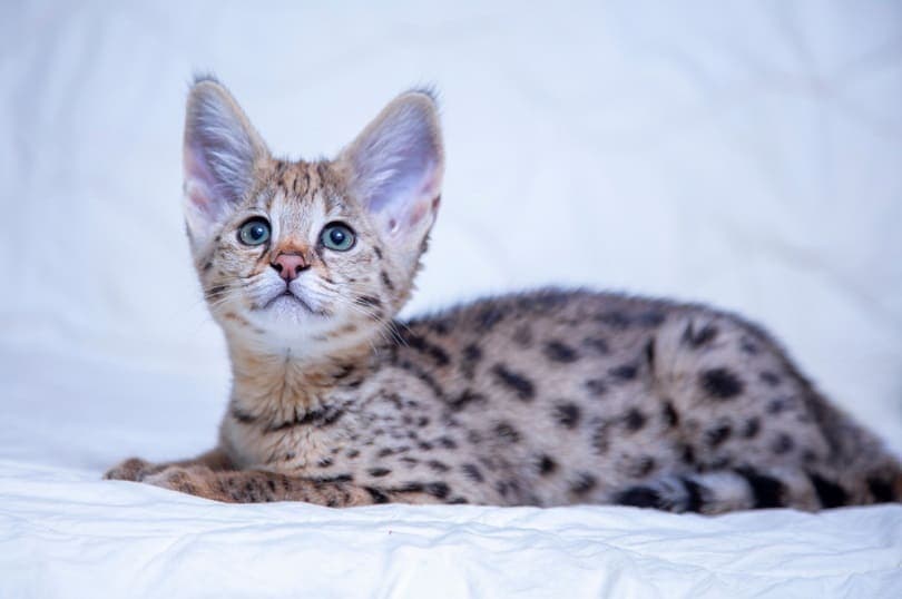 Do Savannah Cats Shed a Lot? Vet-Verified Facts & FAQ