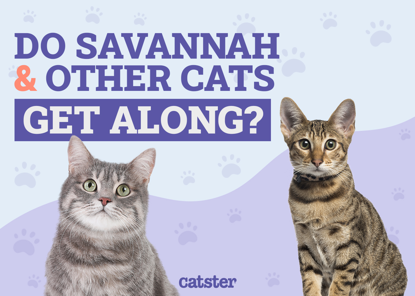Do Savannah Cats Get Along with Other Cats? Facts & Care Tips