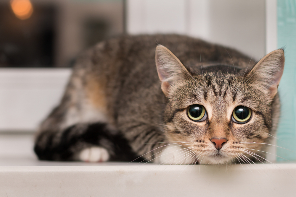 Tremors in Cats: Our Vet Discusses Signs, Causes & Treatment