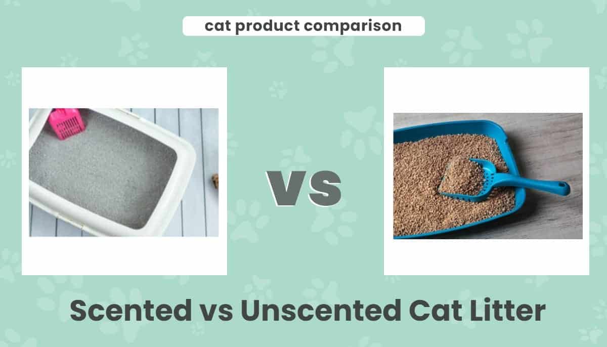 Scented vs Unscented Cat Litter: Our 2026 Comparison, Pros & Cons