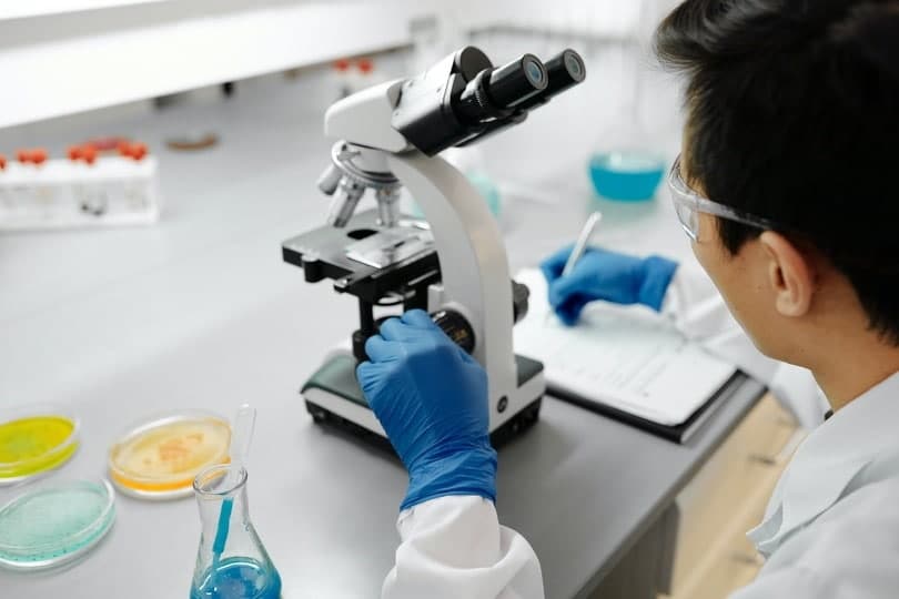 Is It Ethical To Clone A Cat? The Interesting Answer (Vet-Reviewed)