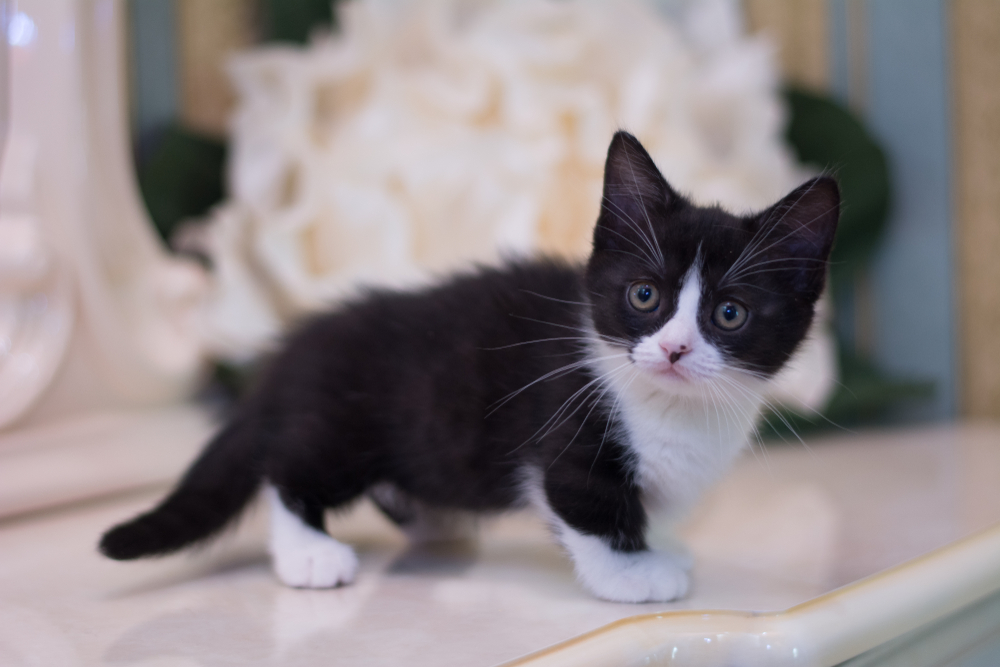 Black & White (Tuxedo) Munchkin Cat Breed: Info, Pictures, Origin & More