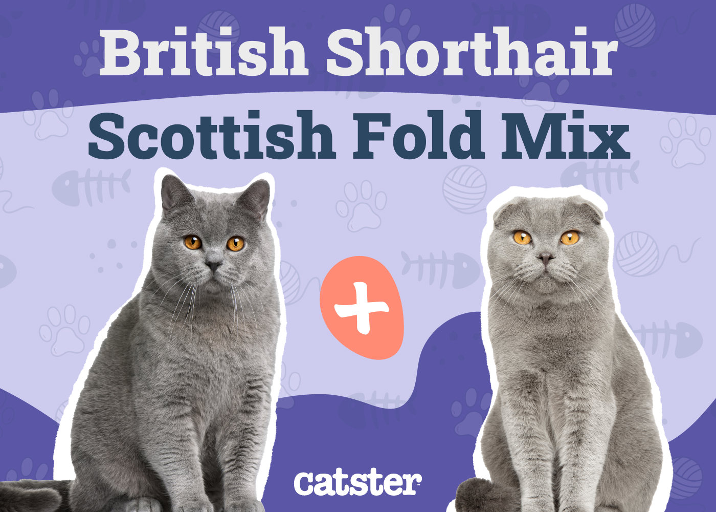 Scottish Fold British Shorthair Cat Mix: Info, Pictures, Temperament & Traits