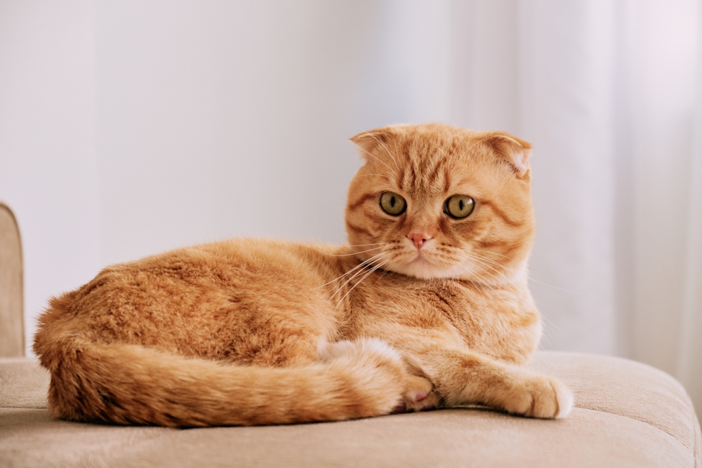 Scottish Fold Cat Breed Info: Pictures, Traits & Facts (Vet-Reviewed)