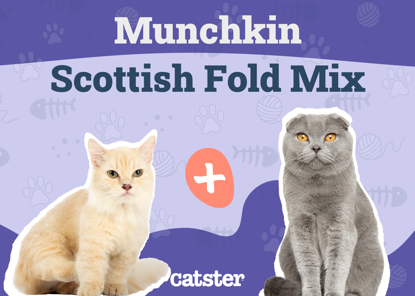 Scottish Fold Munchkin Mix Cat Breed: Info, Pictures, Temperament & Traits