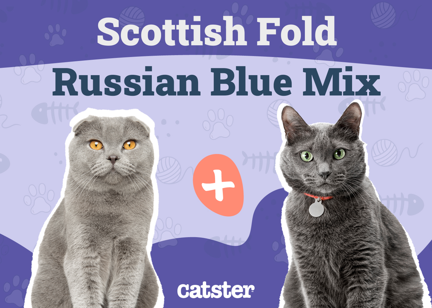 Scottish Fold Russian Blue Cat Mix: Info, Pictures, Temperament & More