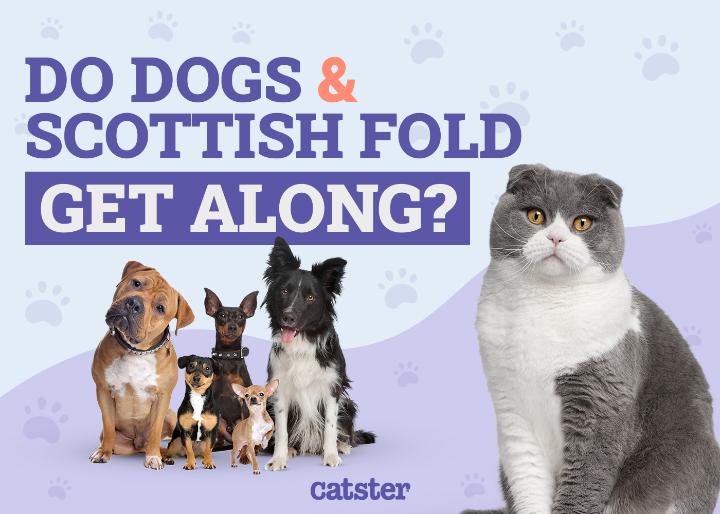 Do Scottish Fold Cats Get Along With Dogs? Vet-Verified Facts & FAQ