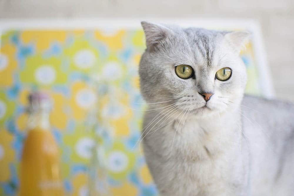 Do Scottish Fold Cats Shed a Lot? Vet Approved Facts & Grooming Tips