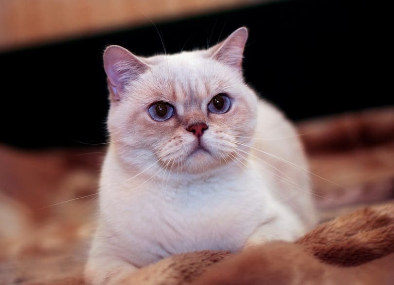 Do Cats Like Eye Contact? Vet-Reviewed Reasons & Behavior Explained