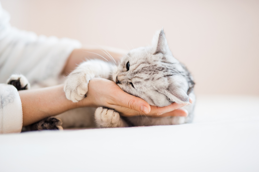 Scottish kitten in the hands of a girl