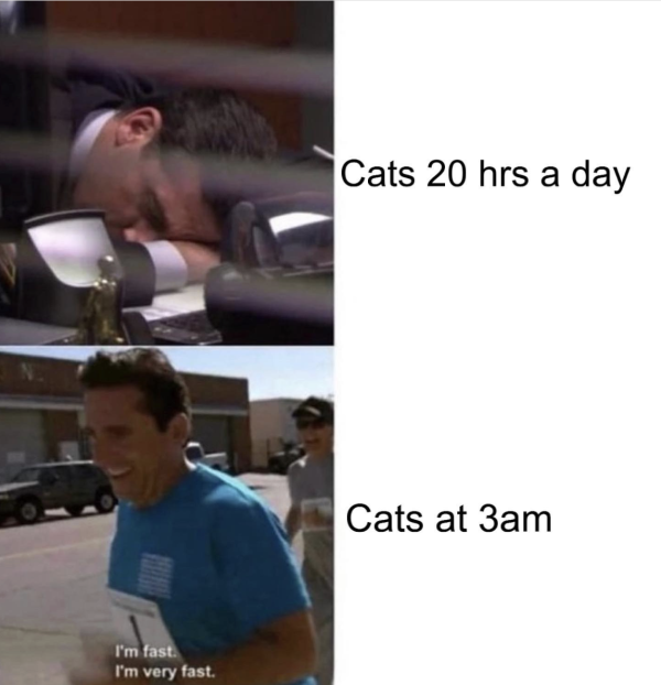 The Zoomies