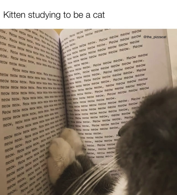 No, it was Meow, not meow