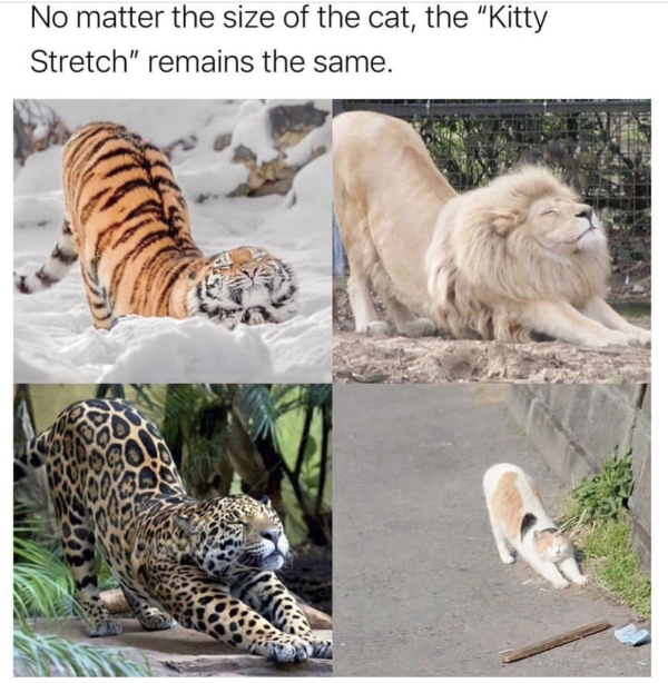 Stretch