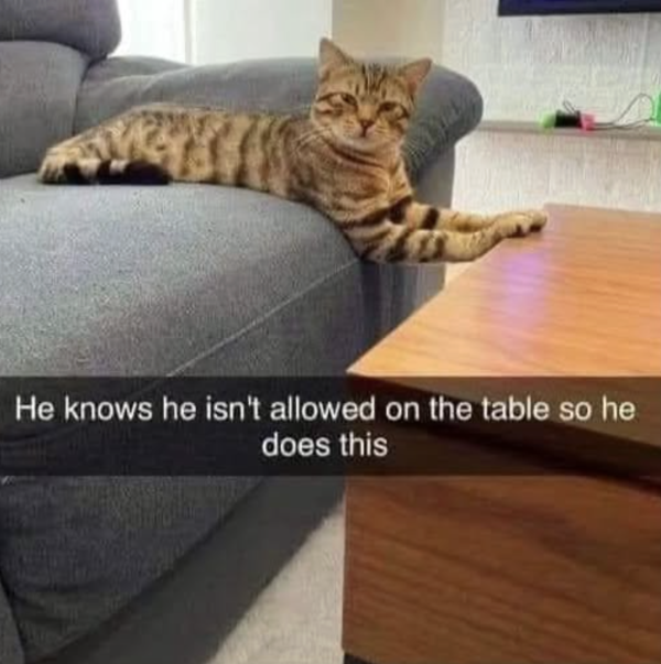 Cattitude