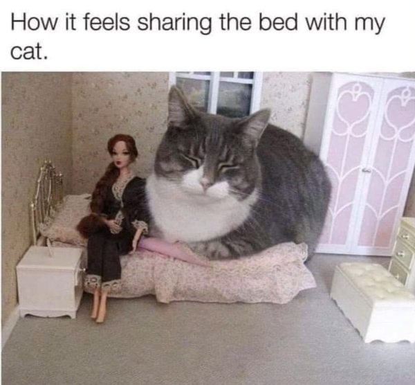Sharing With a Cat
