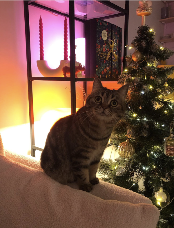 Oh Christmas Tree