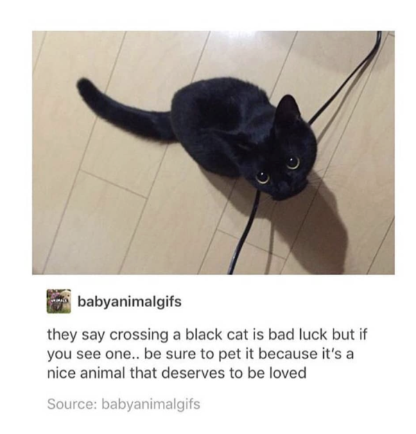 Nice Animals