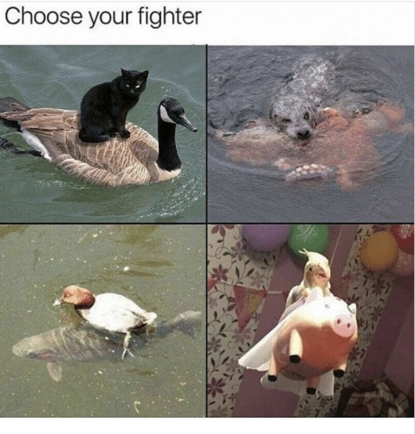 The Fighters