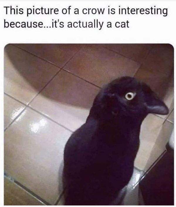 The Crow