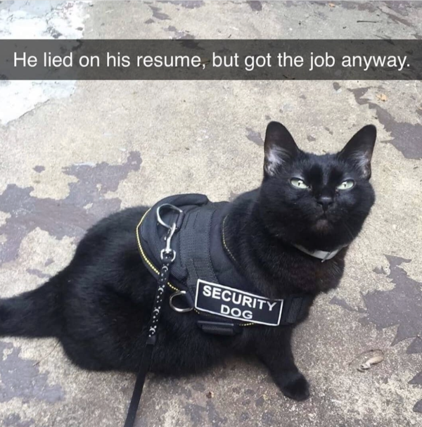 Security Dog