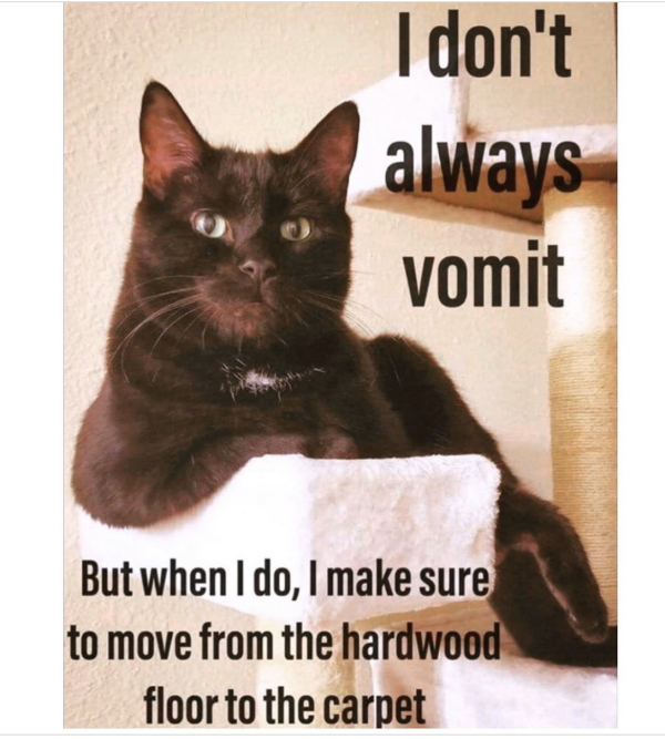 Not the Carpet!