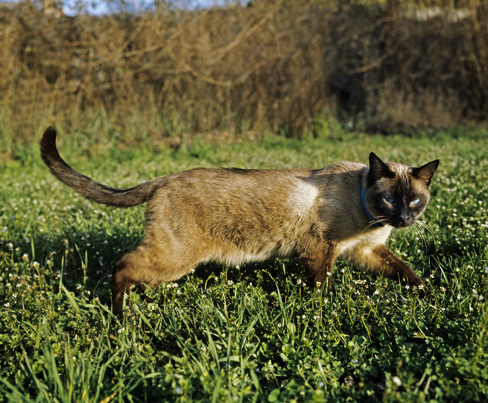 Will Cats Protect Chickens? Our Vet Answers