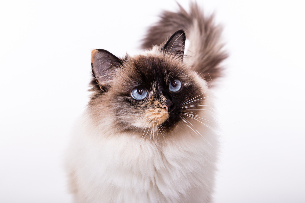 Tortie Ragdoll Cat Breed: Info, Pictures, Temperament & More