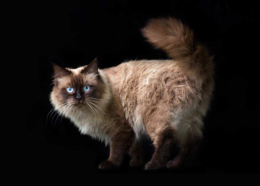 Seal point Ragdooll cat